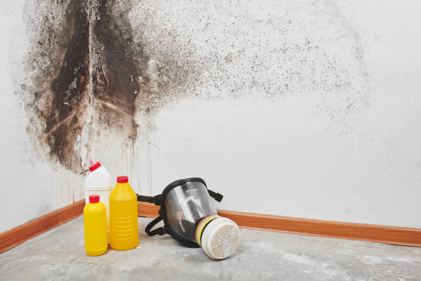 Mold Removal and Inspection in Pontoon Beach, IL
