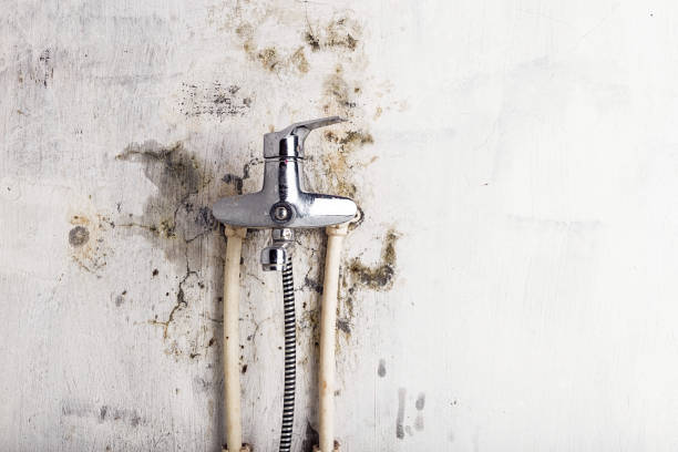 Best Toxic Mold Removal  in Pontoon Beach, IL