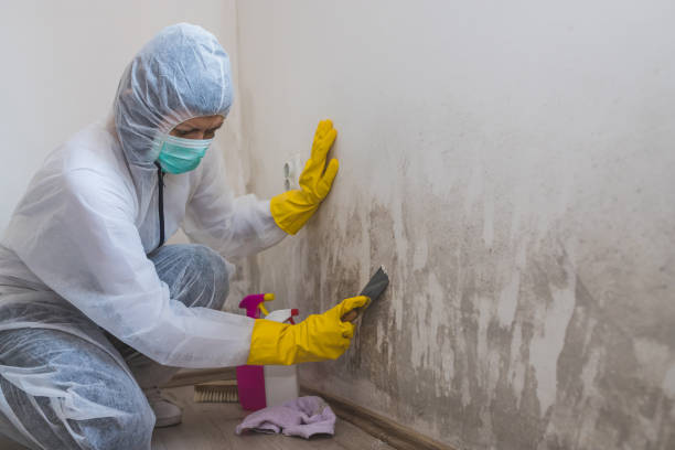 Best Certified Mold Removal  in Pontoon Beach, IL