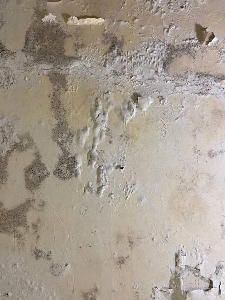 Pontoon Beach, IL Mold Removal Company