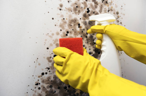 Best Emergency Mold Removal  in Pontoon Beach, IL