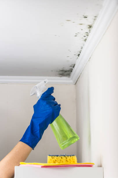 Best Mold Removal Company Near Me  in Pontoon Beach, IL